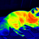 Illustration for article titled Under the Right Conditions, Humans Can See Infrared